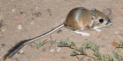 Kangaroo Rat